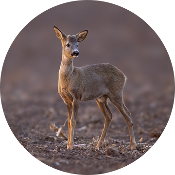 Jonge reebok staat 's morgens in een geoogst stoppelveld