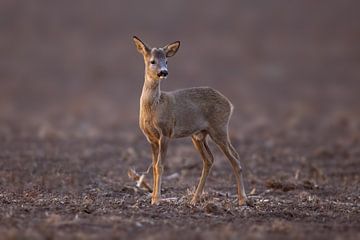 Young roebuck standing on harvested stubble field in the morning by Mario Plechaty Photography