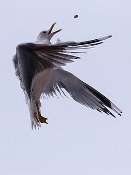 Un goéland attrape une cacahuète sur Maartje Klop