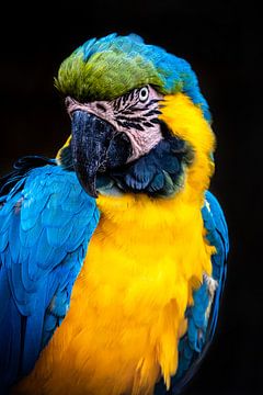 Portrait du tartare à poitrine jaune sur Dieter Walther