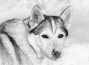 Husky in de sneeuw, Finland van Rietje Bulthuis thumbnail