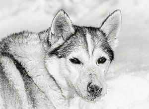 Husky im Schnee, Finnland