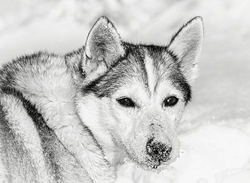 Husky in de sneeuw, Finland