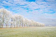 Winterlandschap in de IJsseldelta met berijpte bomen van Sjoerd van der Wal Fotografie thumbnail