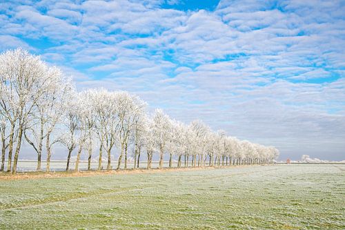 Winterlandschap in de IJsseldelta met berijpte bomen