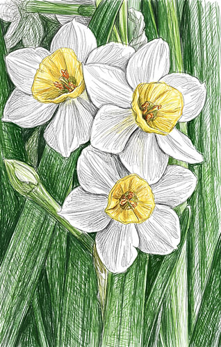 DAFFODIL SCRIBBLE ART POTLOODTECHNIEK - METALEN POSTER