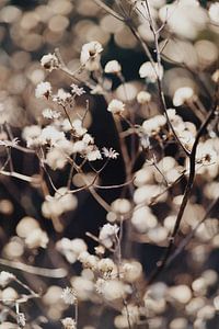 Gedroogde witte bloemenzee van FemmDesign