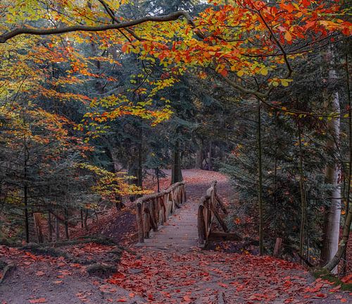 Houten brug tussen prachtige herfstkleuren in het bos