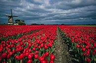 Path among red tulips by peterheinspictures thumbnail
