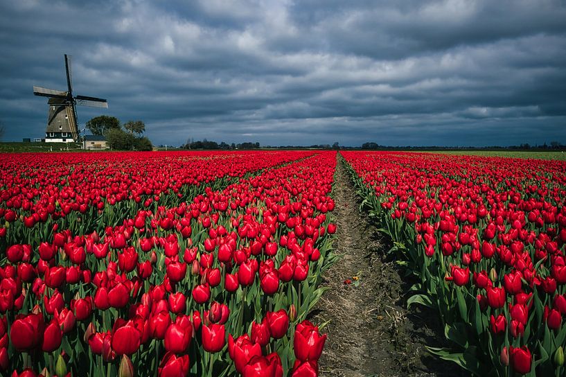 Path among red tulips by peterheinspictures