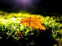 Spot on - Autumn is here