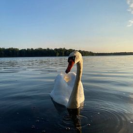 Portrait de cygne sur Dominique van Ojik