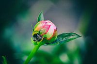 Pfingstrose im Knopf mit Hummel (2 Schraffur)