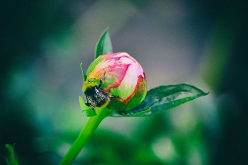 Pivoine dans le bouton avec bourdon (2 Hatch)