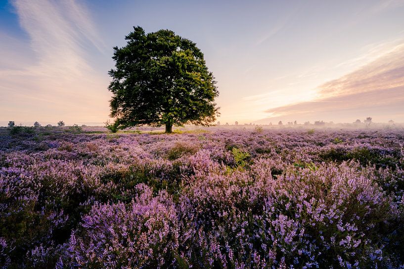 Die Ginkelsche Heide von Max ter Burg Fotografie