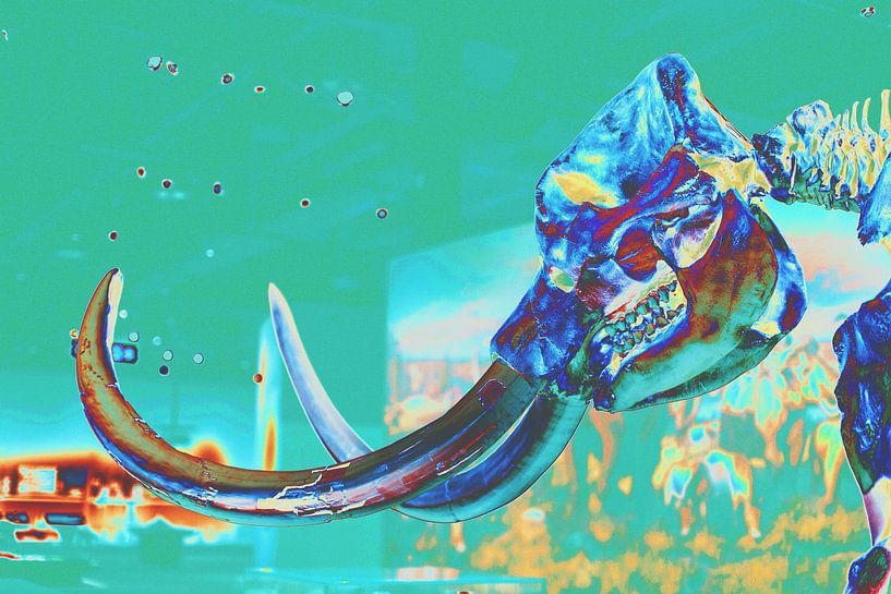 Elephant skull by Monfrey Cavalier