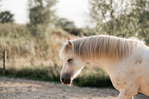 Paard Sereniteit in het Zonneveld Rustige Paardenstudie