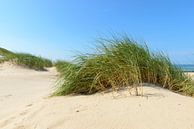 Dunes at the beach during a beautiful summer day by Sjoerd van der Wal Photography thumbnail