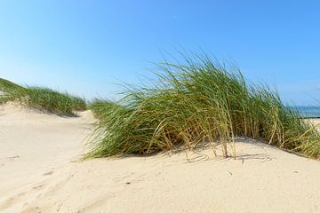 Dunes à la plage lors d'une belle journée d'été sur Sjoerd van der Wal Photographie