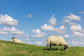 Witte schapen op een dijk in Groningen