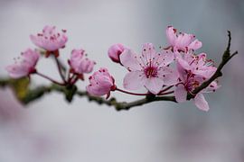 Spring blossom by Jacqueline Volders