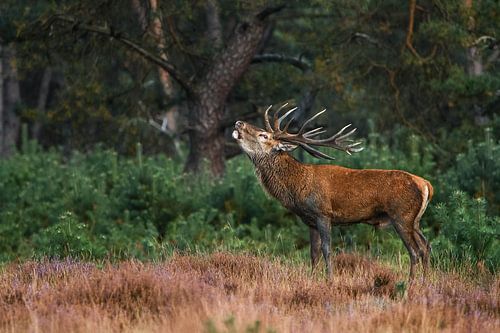 Burlend edelhert op de heuvel