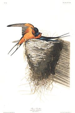 Boerenzwaluw