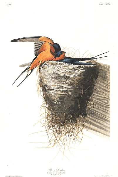 Hirondelle rustique par Birds of America