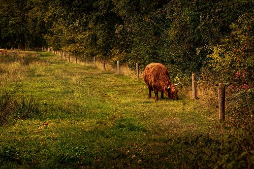 Le Highlander écossais dans la Drenthe