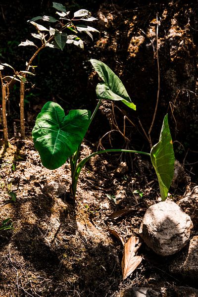 Je kamerplant in Colombia van Teuntje Fleur