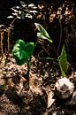 Je kamerplant in Colombia van Teuntje Fleur thumbnail
