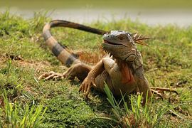Iguanas Costa Rica by Ralph van Leuveren