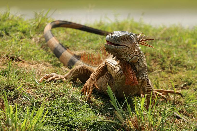 Leguane Costa Rica von Ralph van Leuveren