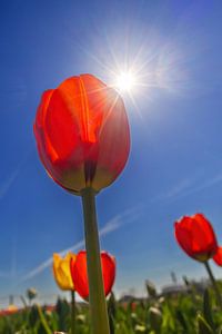 Tulpen mit blauem Himmel gegen die Sonne.