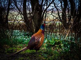 Pheasant by Marfa