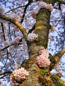 Blühender Baum von Odette Kleeblatt