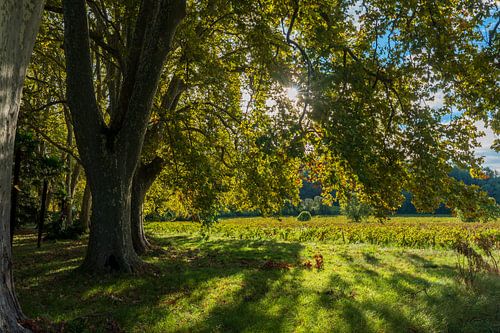 Plane tree in the autumn sun of Provence