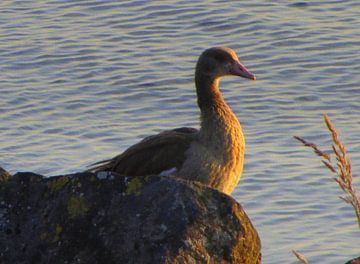 Prachtige watervogel op een rots
