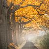 Herfst in Apeldoorn van Niels Barto