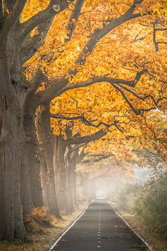 Autumn in Apeldoorn by Niels Barto