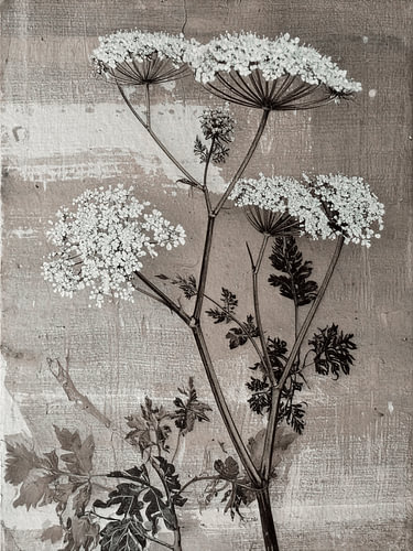 Botanische Illustration eines ruhigen Zweigs der Sumpf-Löwenzahnblüte in Sandtönen von Studio Pieternel