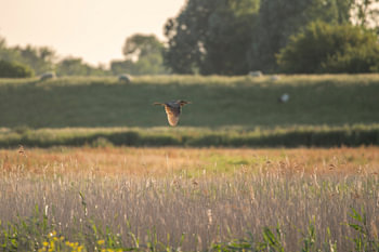 A bittern in flight over Rietveld