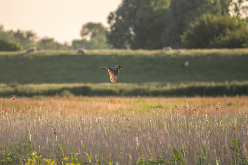 A bittern in flight over Rietveld