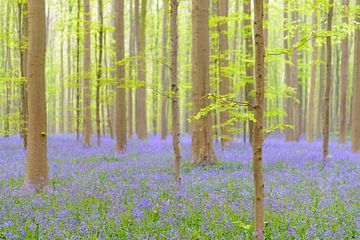 Hêtre et fleurs de Bluebell dans une forêt au printemps sur Sjoerd van der Wal Photographie
