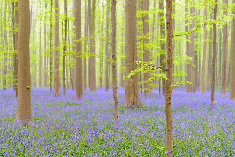 Buche und Bluebell Blumen in einem Wald im Frühjahr von Sjoerd van der Wal Fotografie