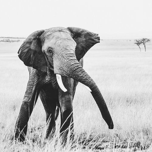 De showman - de olifant