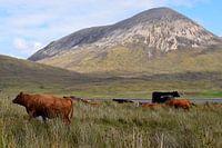 Herd of colourful cows in rugged Scottish mountain landscape