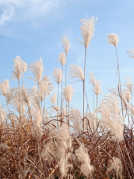 Riet tegen een blauwe lucht van Liv ter Riet