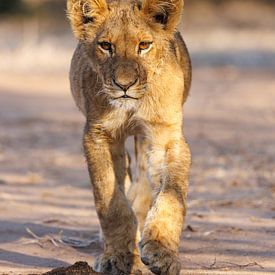 Leeuw welp van Marco Kost