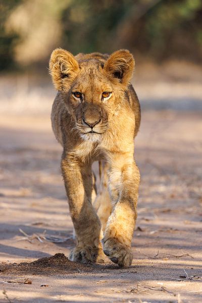 Leeuw welp van Marco Kost